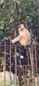 module: a;
hw-remosaic: 0;
touch: (-1.0, -1.0);
modeInfo: ;
sceneMode: Night;
cct_value: 5115;
AI_Scene: (-1, -1);
aec_lux: 183.90736;
hist255: 0.0;
hist252~255: 0.0;
hist0~25: 0.0;